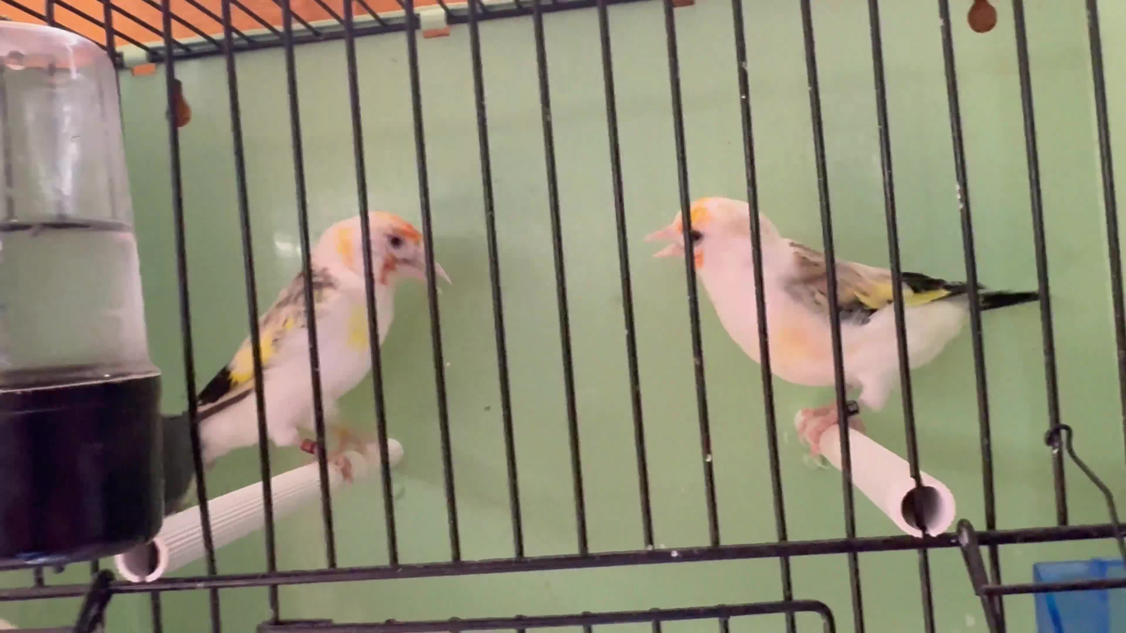 Mixed Breed birds for sale: Canary’s, finches and accessories  - Video 1