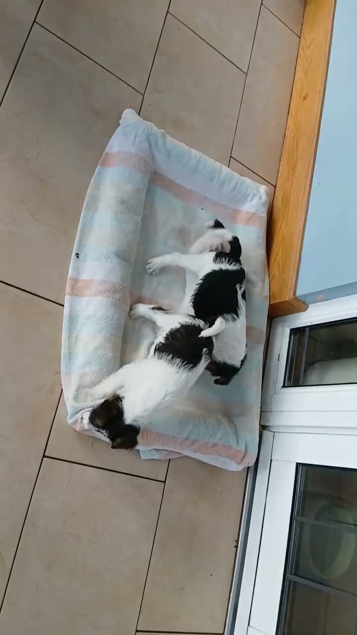 Fox Terrier dogs for sale: KC Wire haired fox terrier pups based in Kent - Video 3