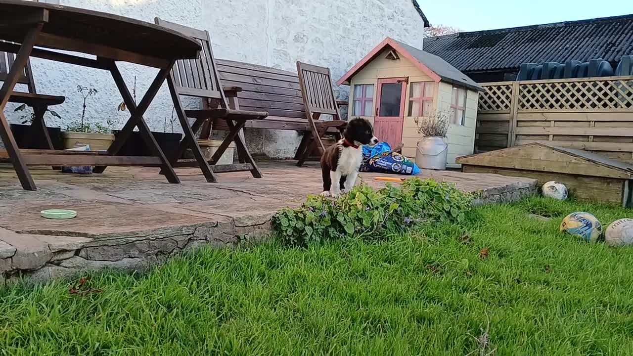 Border Collie dogs for sale: Border Collie pups for sale  - Video 4