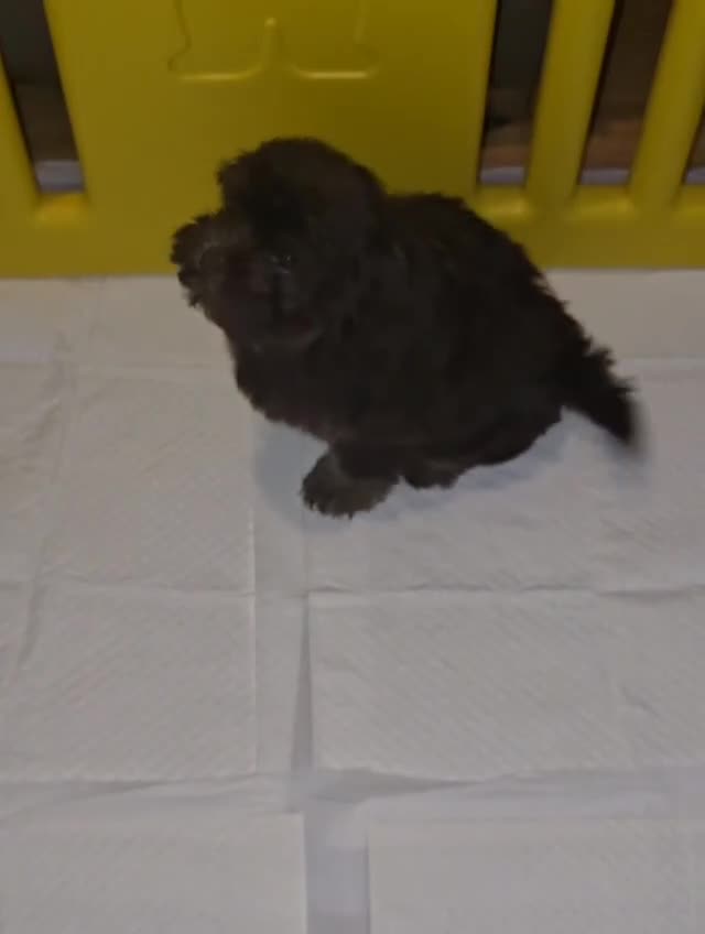 Shihpoo dogs for sale: Beautiful Chocolate & Tan Girl Ready Next Week  - Video 1