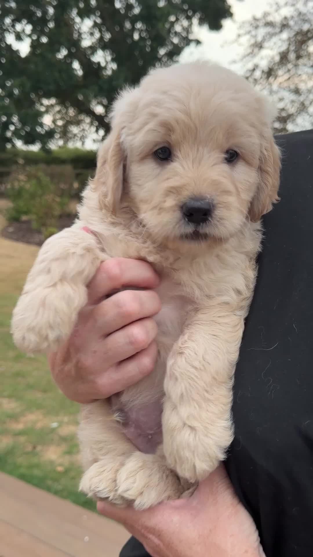 Mini Goldendoodle dogs for sale: F1 HEALTH TESTED, 5* BREEDER & POLICE DOG TRAINER - Video 2