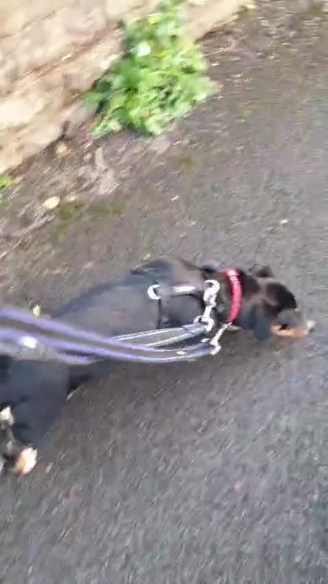 Mixed Breed dogs for adoption: Carli  - Video 1