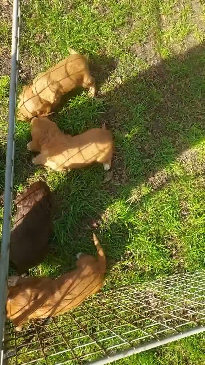 Cocker Spaniel dogs for sale: Health tested cocker spaniel puppies - Video 1