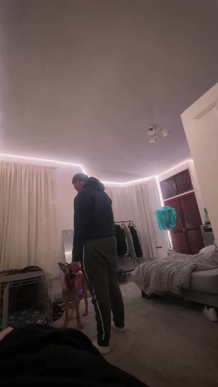 Belgian Shepherd Dog dogs for sale: Shadow the Belgian Malinois - Video 1