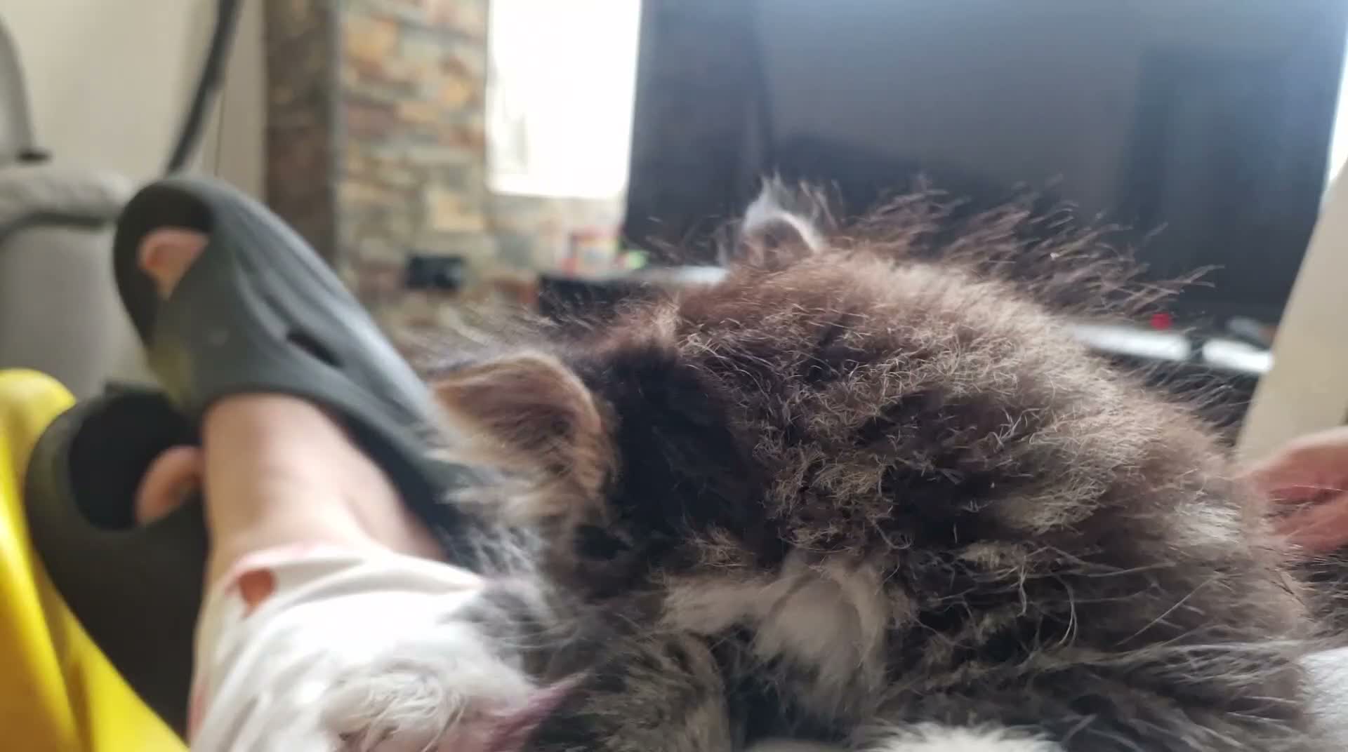 Mixed Breed cats for sale: 2 brothers ready to find a new gome  - Video 5