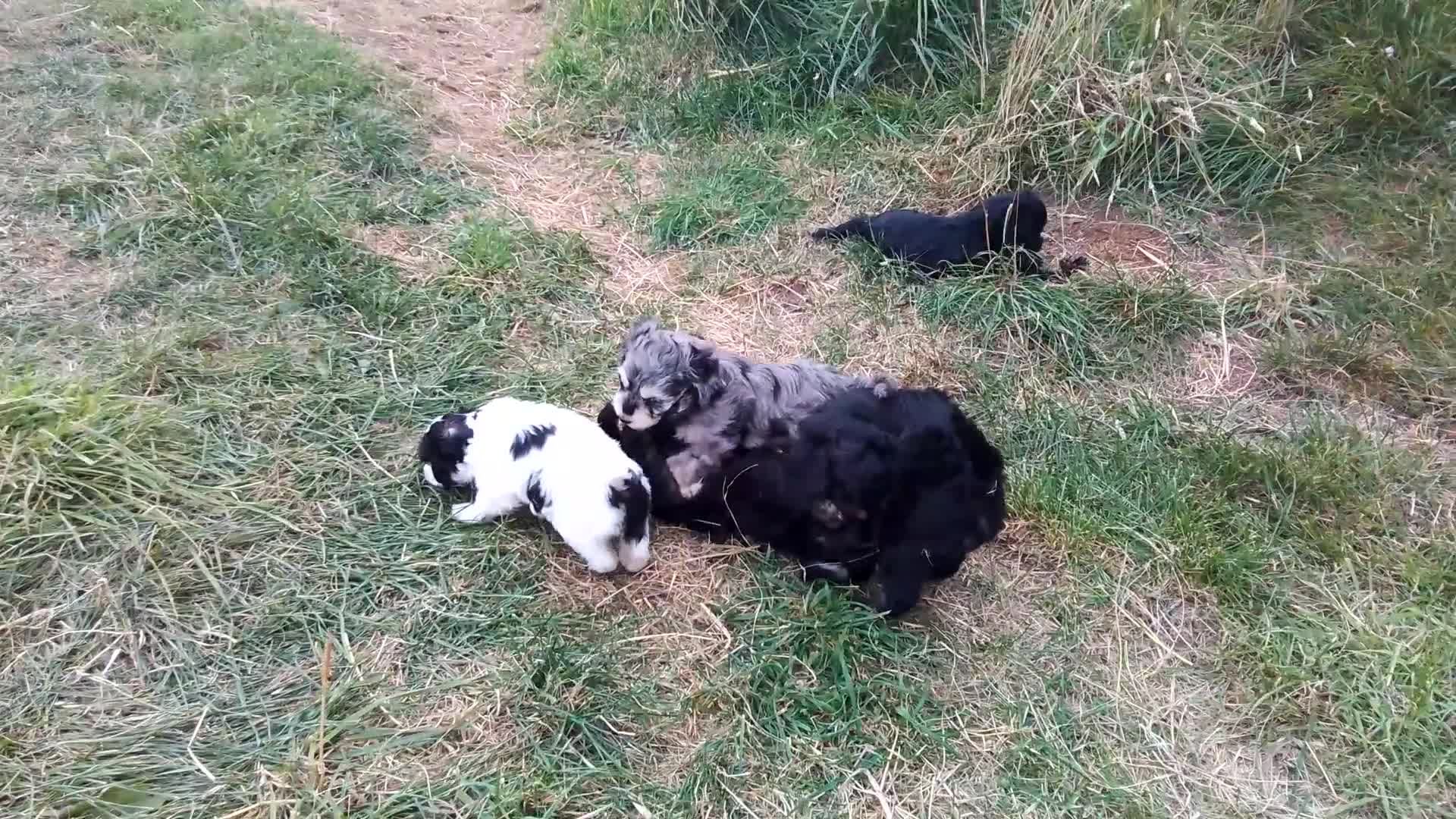 American Cocker Spaniel dogs for sale: SIX SNUGGLE MUFFINS AMERICAN COCKER, TOY POODLE - Video 4