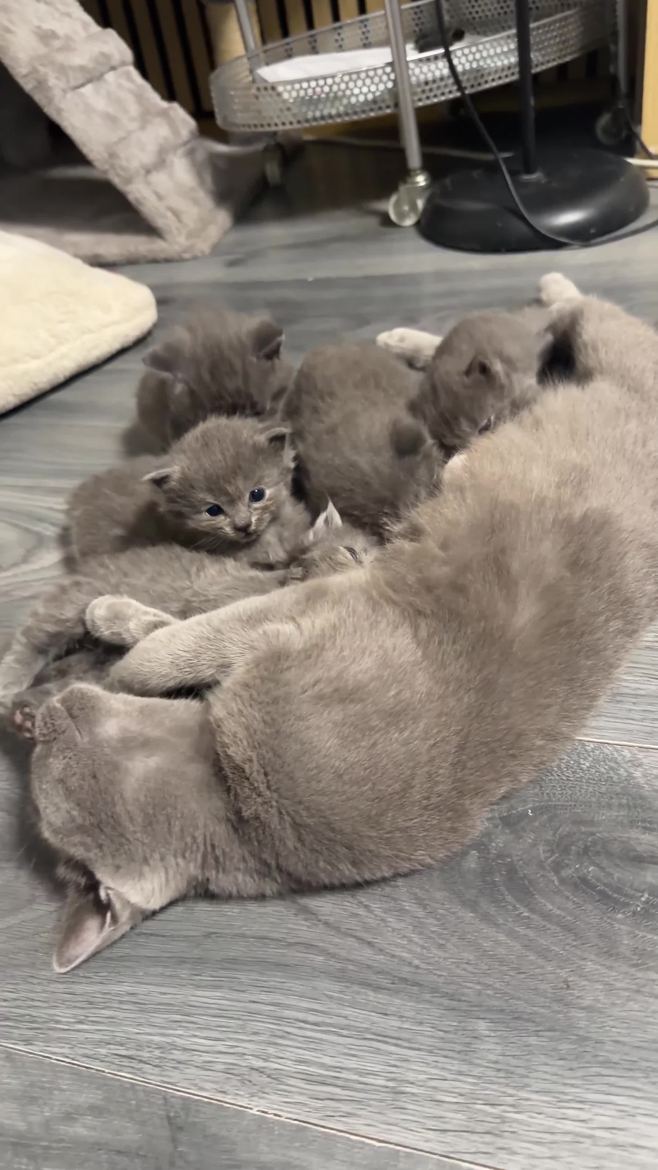 British Shorthair cats for sale: 5 beautiful british short hair kittens - Video 1