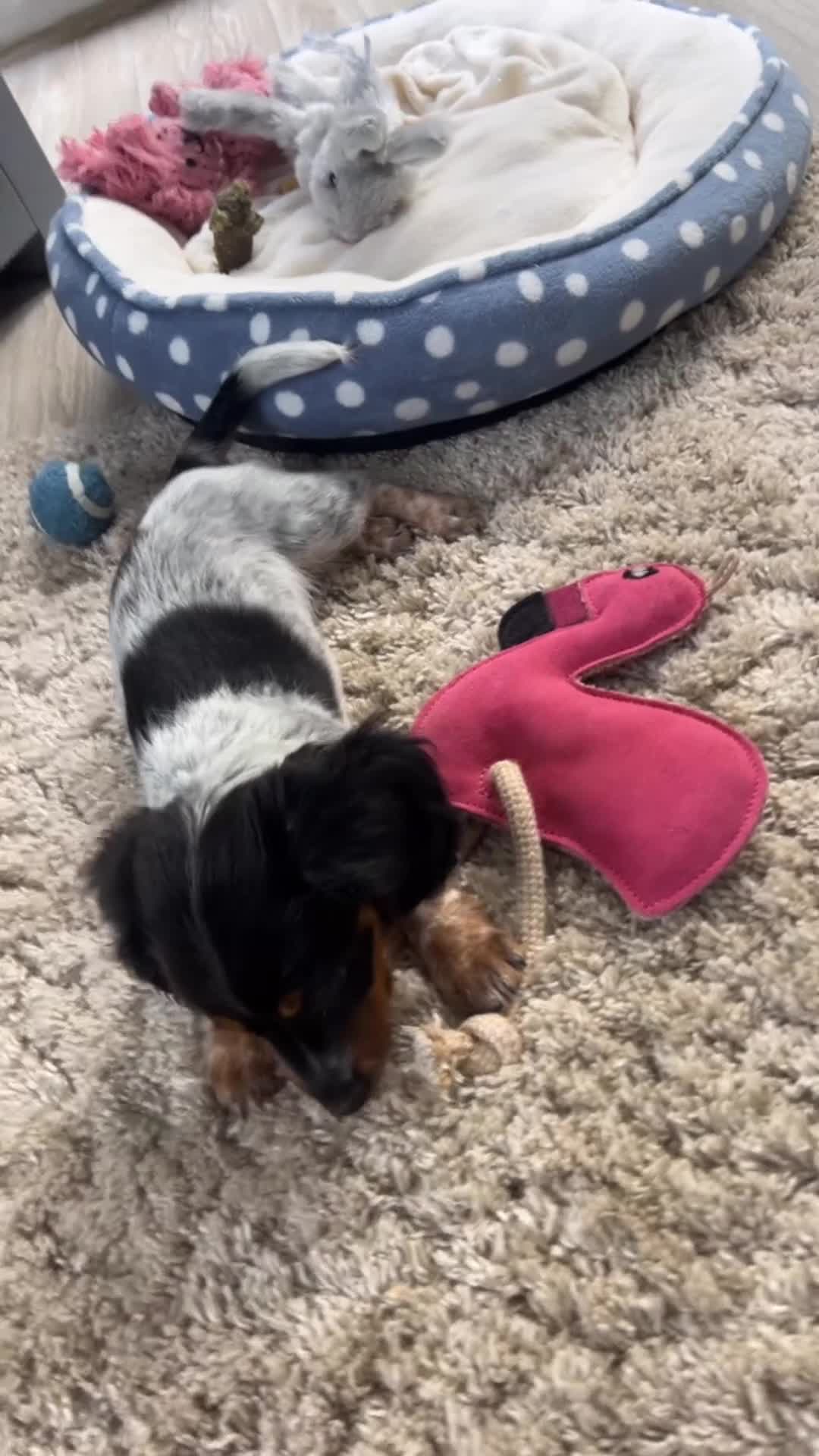 Miniature Dachshund dogs for sale: KC registered longhair Piebald puppies  - Video 1