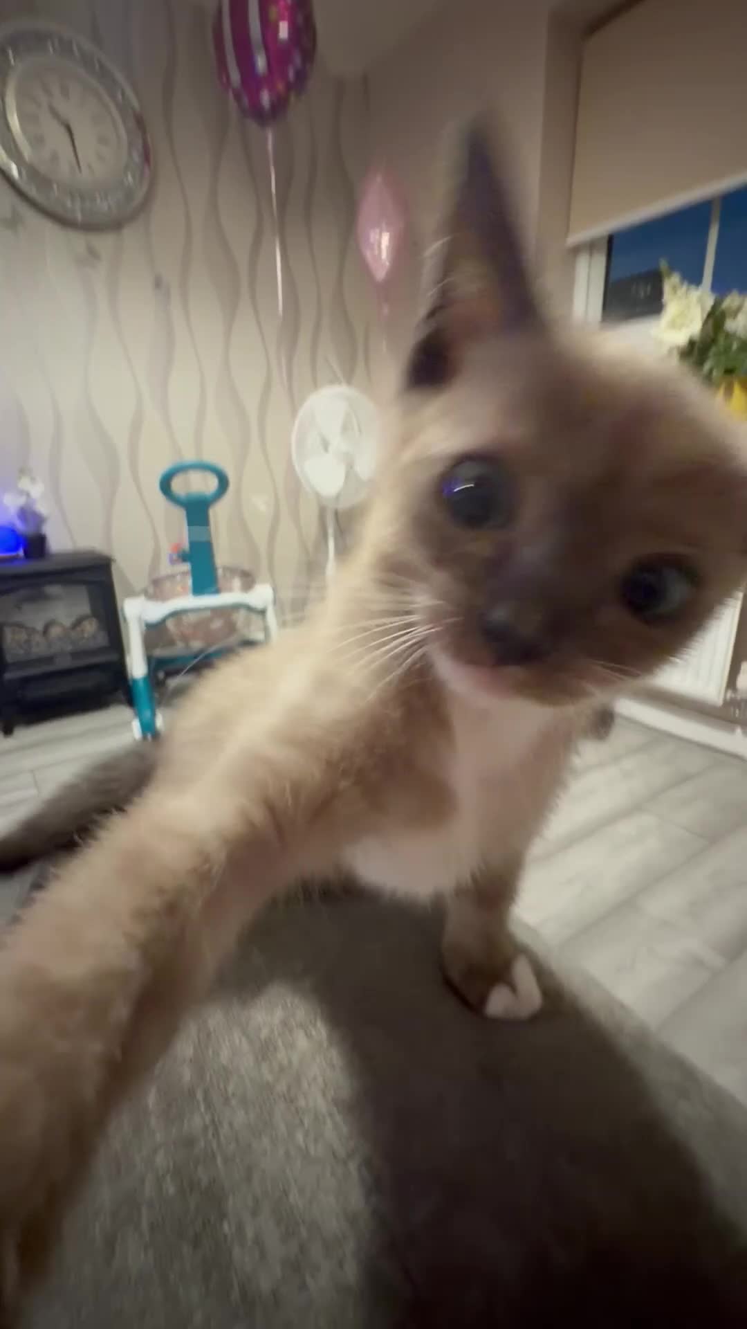 Bengal cats for sale: Beautiful baby kitten❤️ - Video 3