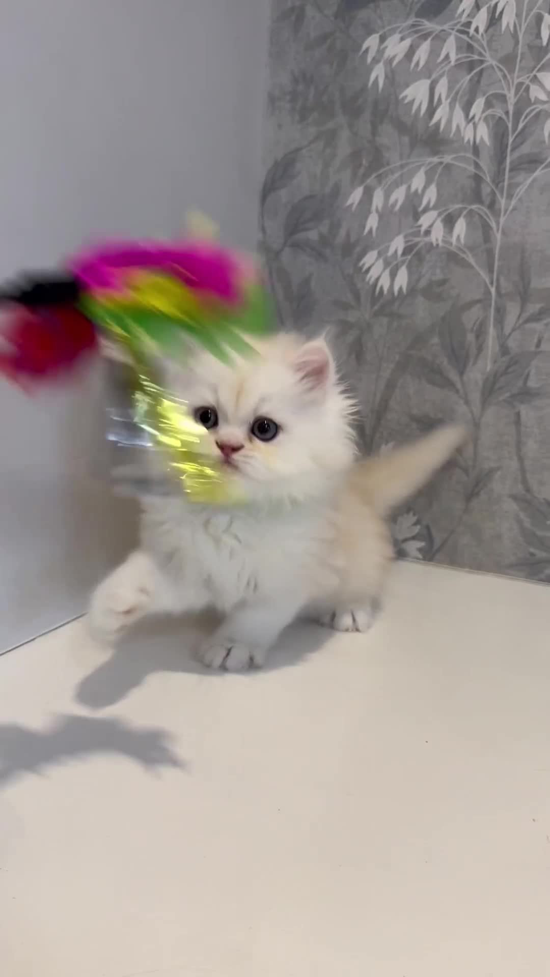 Persian cats for sale: 🐾 Stunning Pure Persian Kittens – Simba & Kovu 🐾 - Video 1