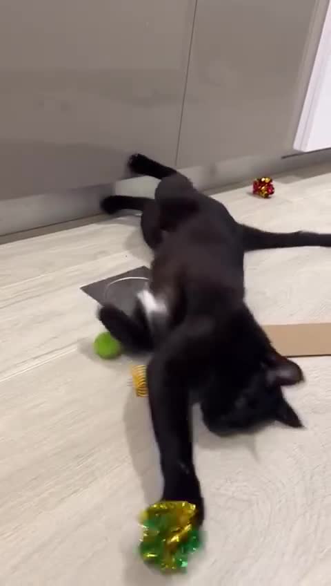 Mixed Breed cats for adoption: VASYA- HANDSOME AFFECTIONATE NEUTERED BOY - Video 1