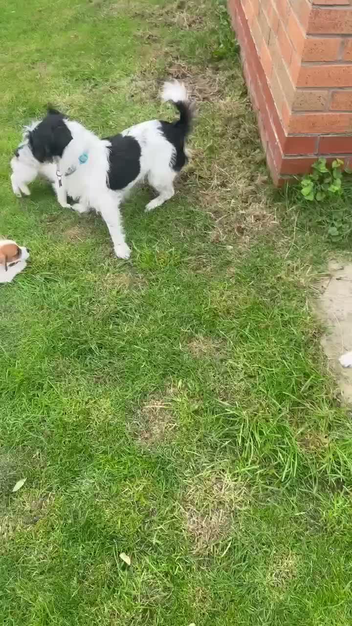 Jack Russell dogs for sale: Jack Russel puppies in Manchester - Video 1