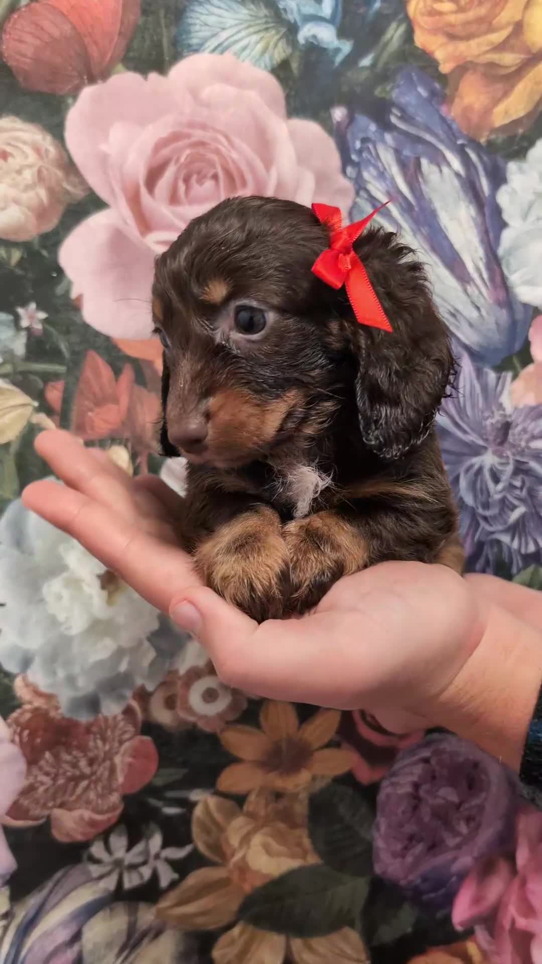 Dachshund dogs for sale: Miniature dachshund  - Video 1