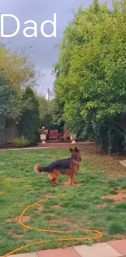 German Shepherd dogs for sale: Long-Coated German Shepherd Puppies  - Video 1