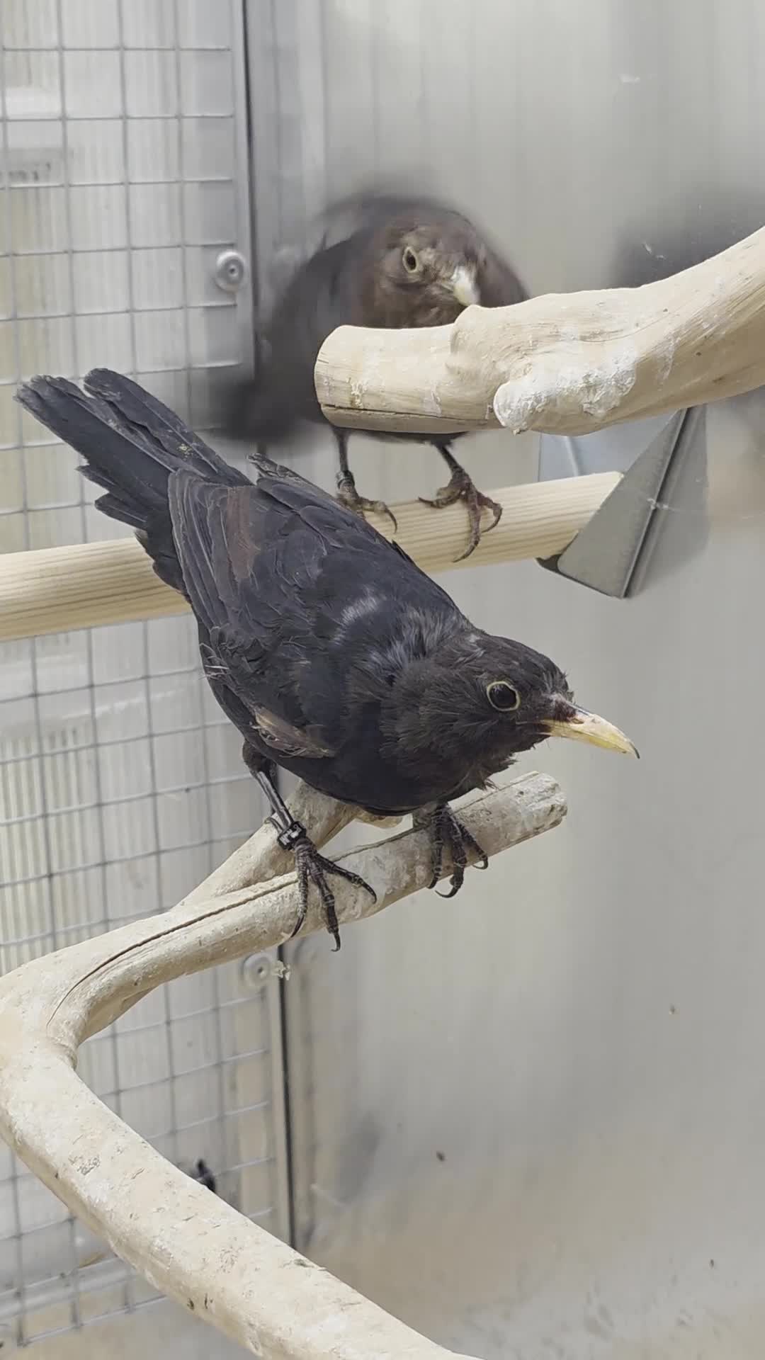 Softbills birds for sale: Black birds - Video 2