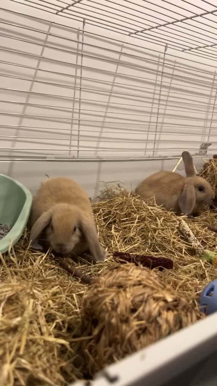 Mixed Breed rabbits for sale: 2 male bunnies looking for a new friendly home 9wk - Video 1