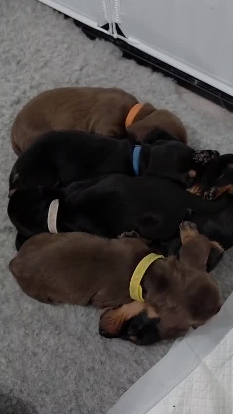 Miniature Dachshund dogs for sale: All reserved plz see my other add - Video 3