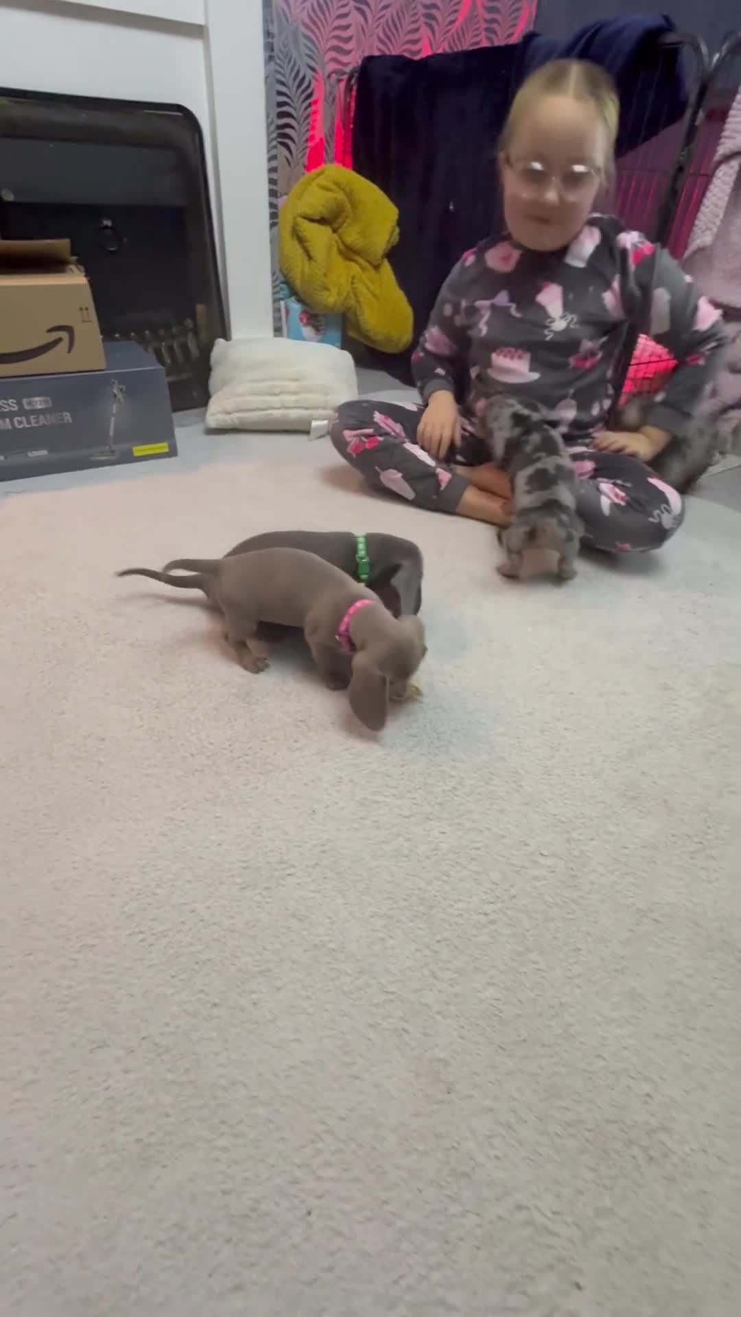 Miniature Dachshund dogs for sale: READY NOW  - Video 1