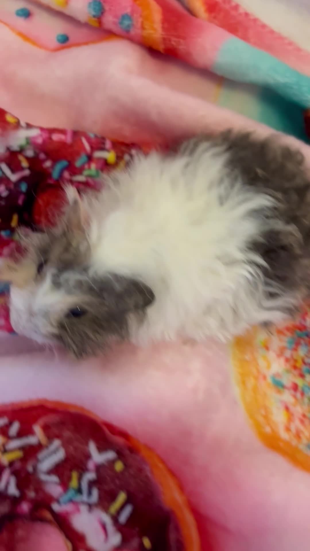Guinea Pig rodents for sale: Beautiful Fluffy Piggies 2x Boys 2x Girls in Battle - Video 1