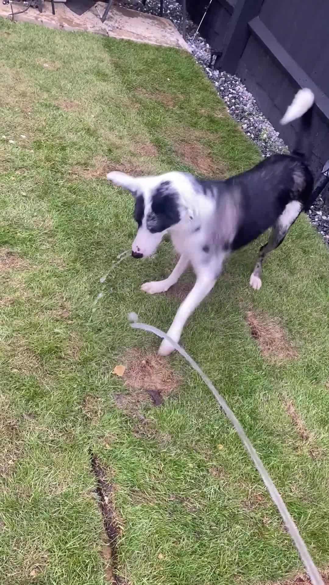 Border Collie dogs for sale: Beautiful female border collie  - Video 2