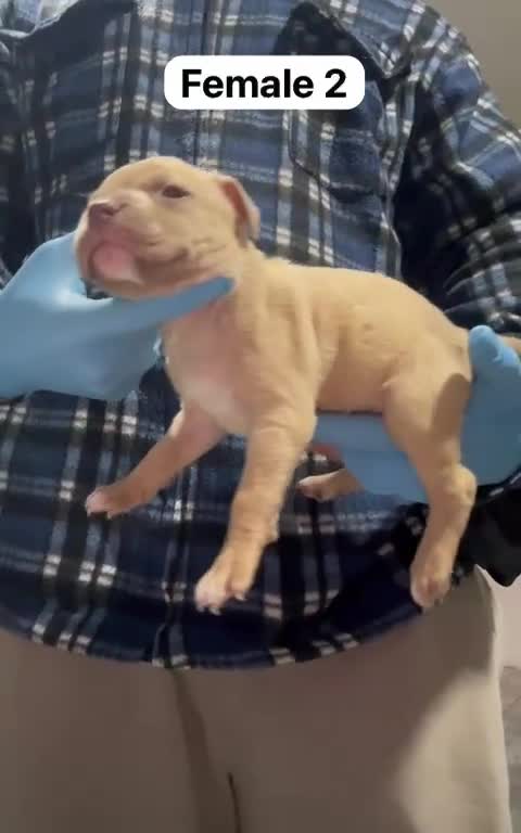 Mastiff dogs for sale: Mastiff  - Video 1