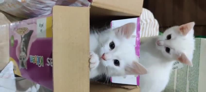 Mixed Breed cats for sale: Purr-fect White Kittens - Video 2