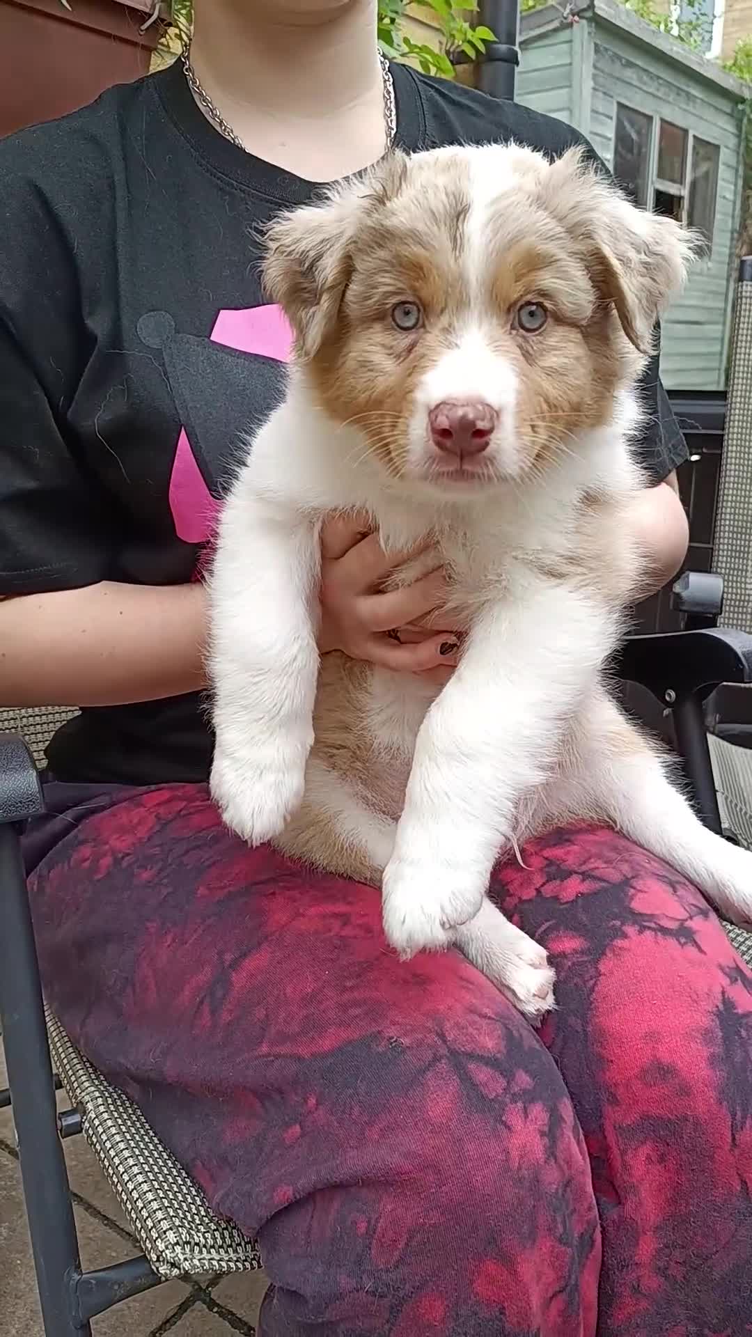 Australian Shepherd dogs for sale: Australian Shepherd puppies looking for new home in Peterborough - Video 1