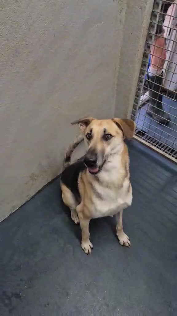 Mixed Breed dogs for adoption: JACK FOR ADOPTION OR FOSTER IN CORNWALL OR DEVON - Video 5