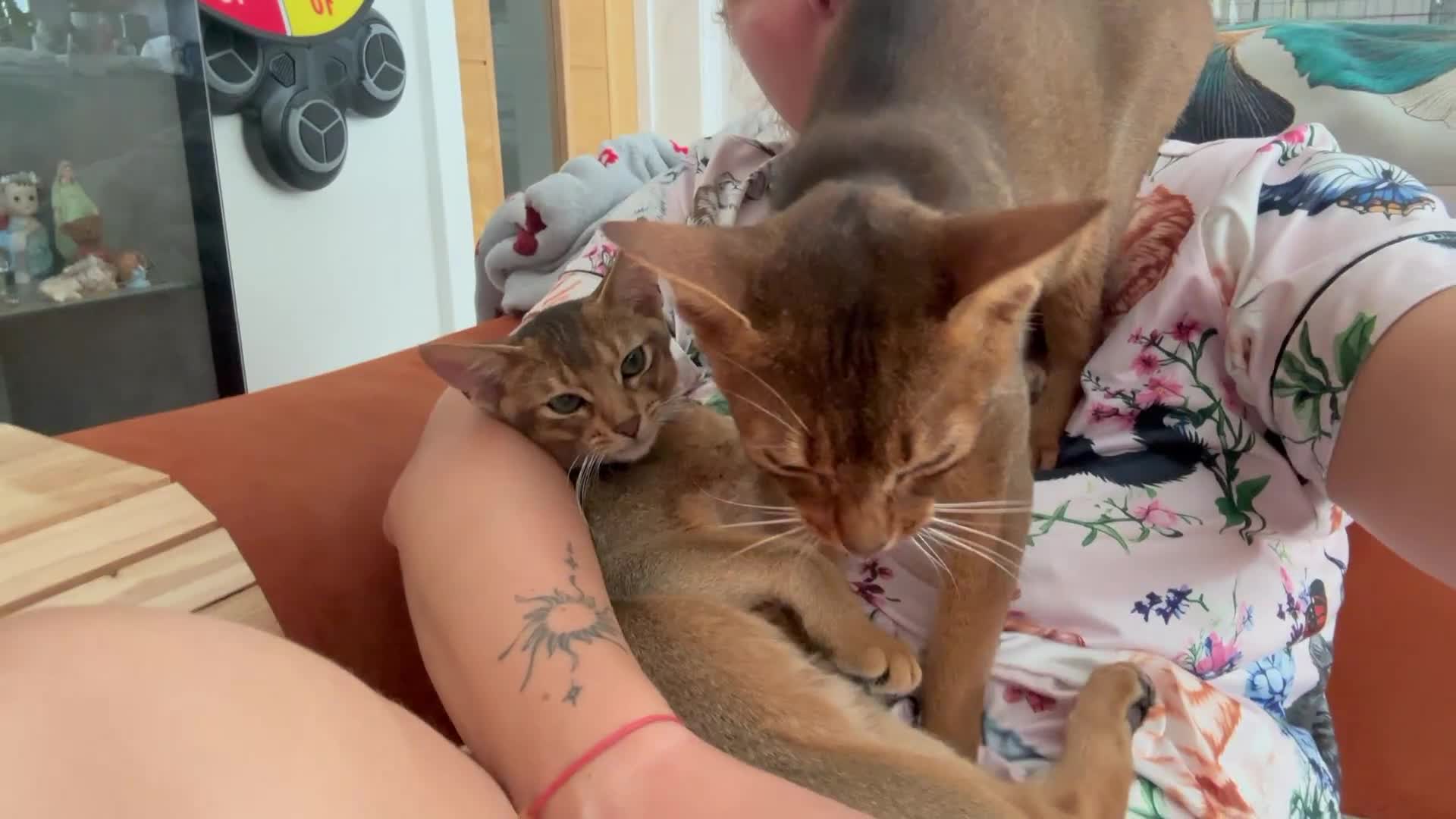 Abyssinian cats for sale: Beautiful abyssinian kittens - Video 2