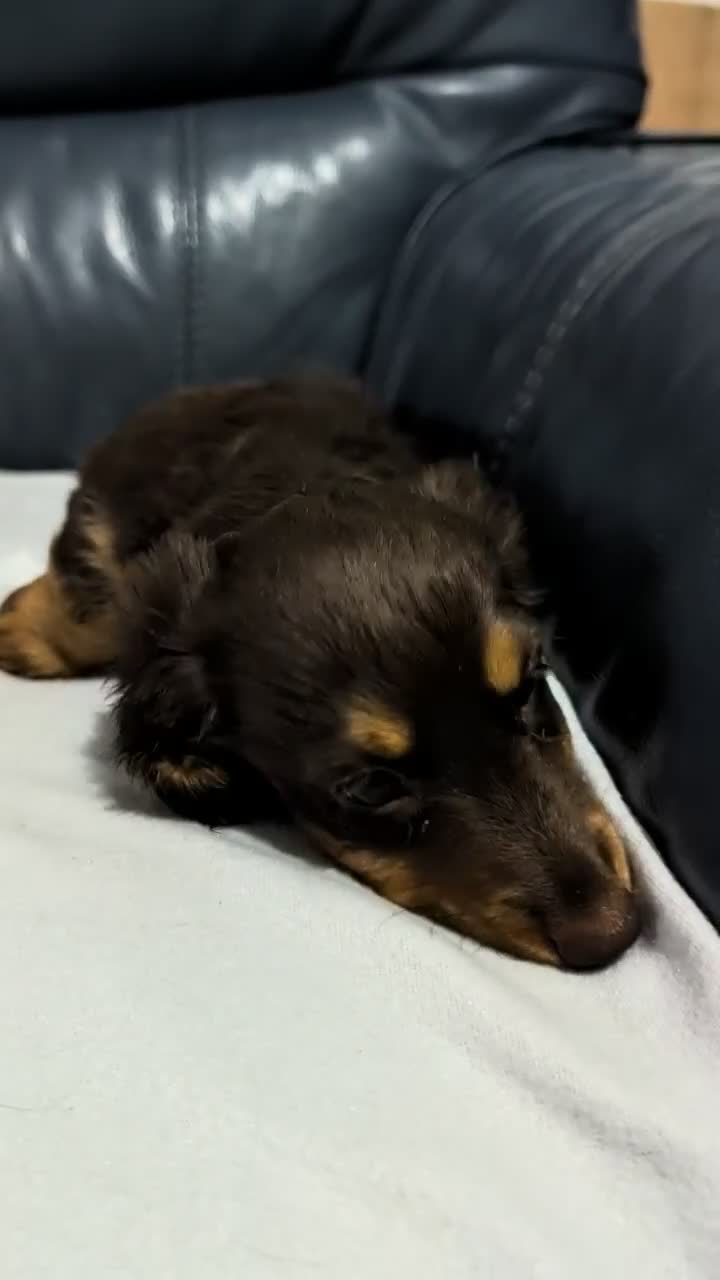 Miniature Dachshund dogs for sale: Miniature Longhaired Dachshund Puppies - Video 1