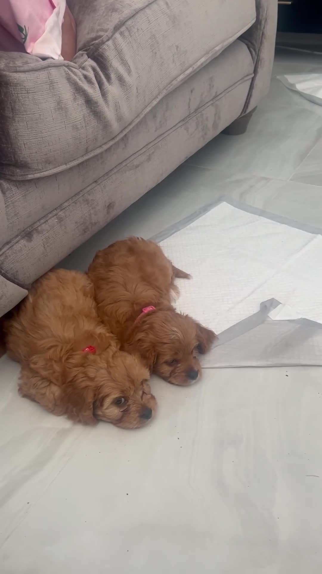 Cavapoo dogs for sale: Stunning F1 Toy Cavapoos, health tested parents  - Video 4
