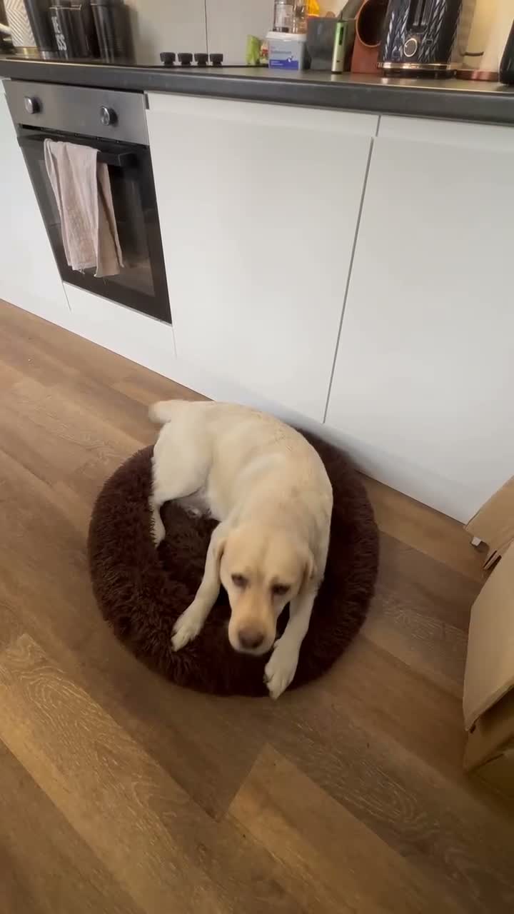 Labrador Retriever dogs for sale: My Labrador Puppys 🐾 - Video 2