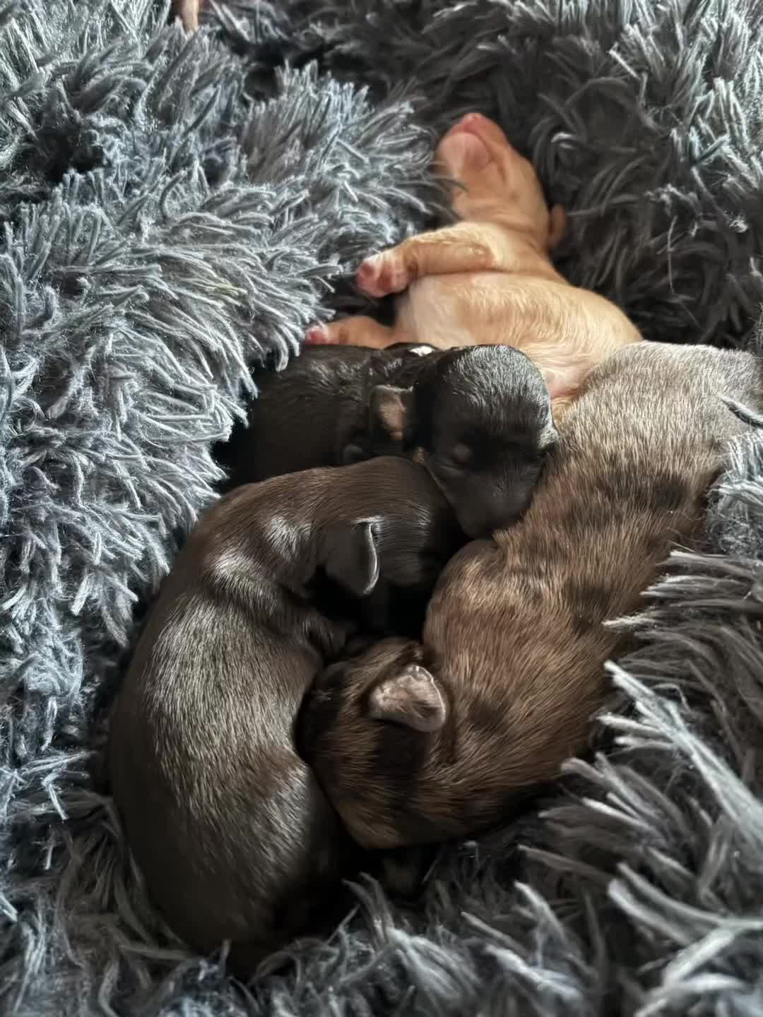 Mixed Breed dogs for sale: Doxiepoos for sale 3 x male 1 x bitch - Video 1