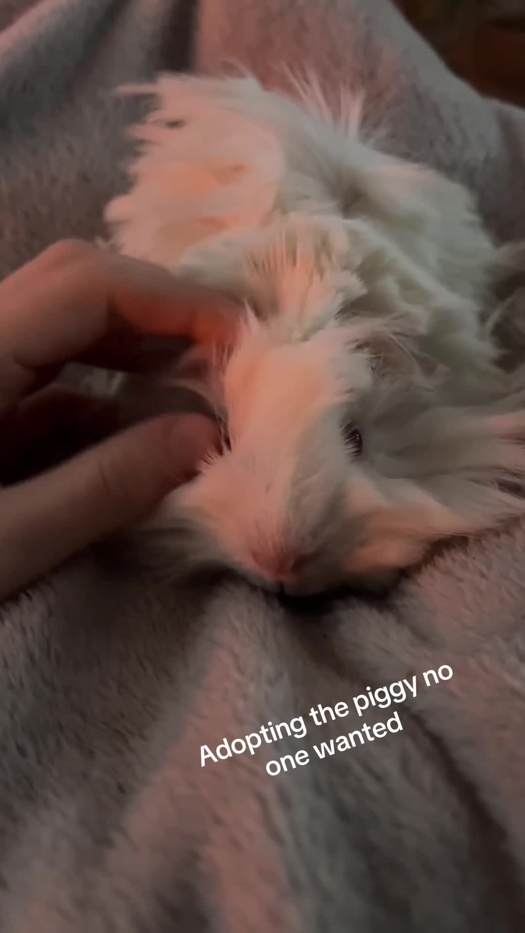 Guinea Pig rodents for sale: beautiful pew friendly Peruvian long haired boy  in Dorking - Video 3