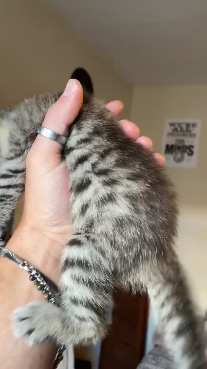 Mixed Breed cats for sale: Tabby/Tortoiseshell & Tabby/Cross Ragdoll Kittens - Video 1
