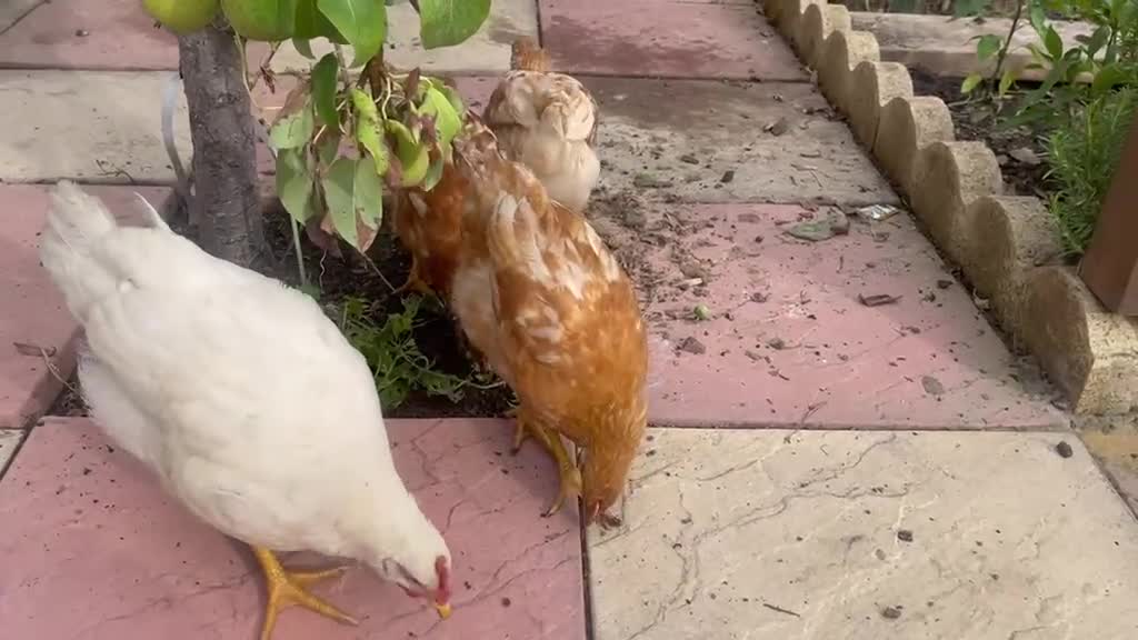 Chickens poultry for sale: 1 male chicken and 3 female  in Slough - Video 1