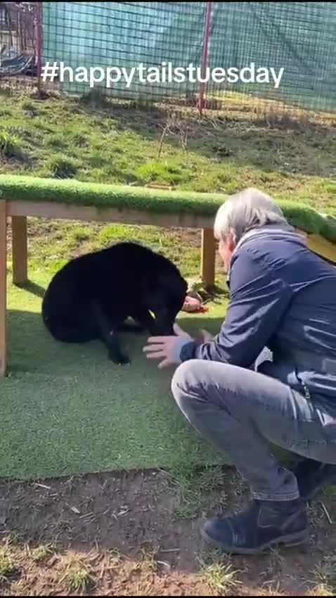 Mixed Breed dogs for adoption: Daphnee in Ashford - Video 1