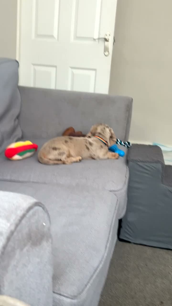 Dachshund dogs for sale: Bruno dachshund looking for his furever home  in Stafford - Video 1