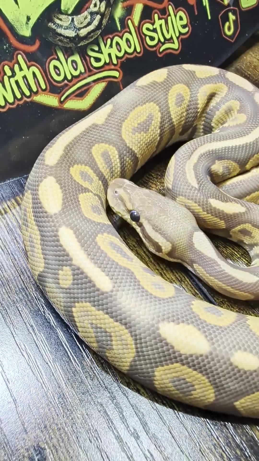 Python Snake reptiles for sale: Cinnamon ultramel  - Video 1