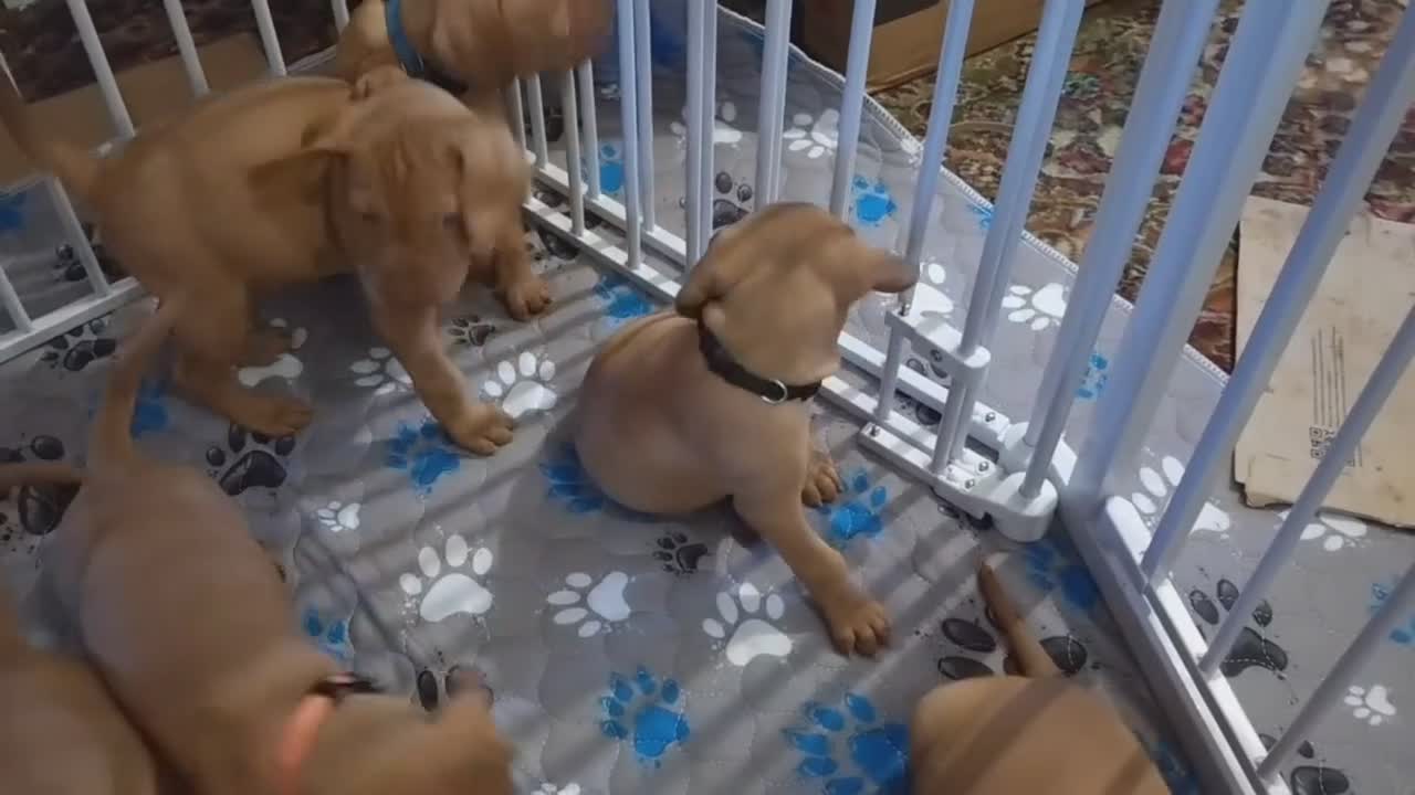 Hungarian Vizsla dogs for sale: KC registered, home-raised litter of vizsla pups in Ellon - Video 3