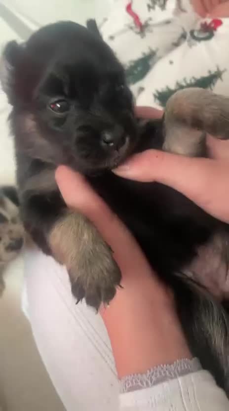 Pomsky dogs for sale: 5 High Quality Pomsky Puppies  - Video 2