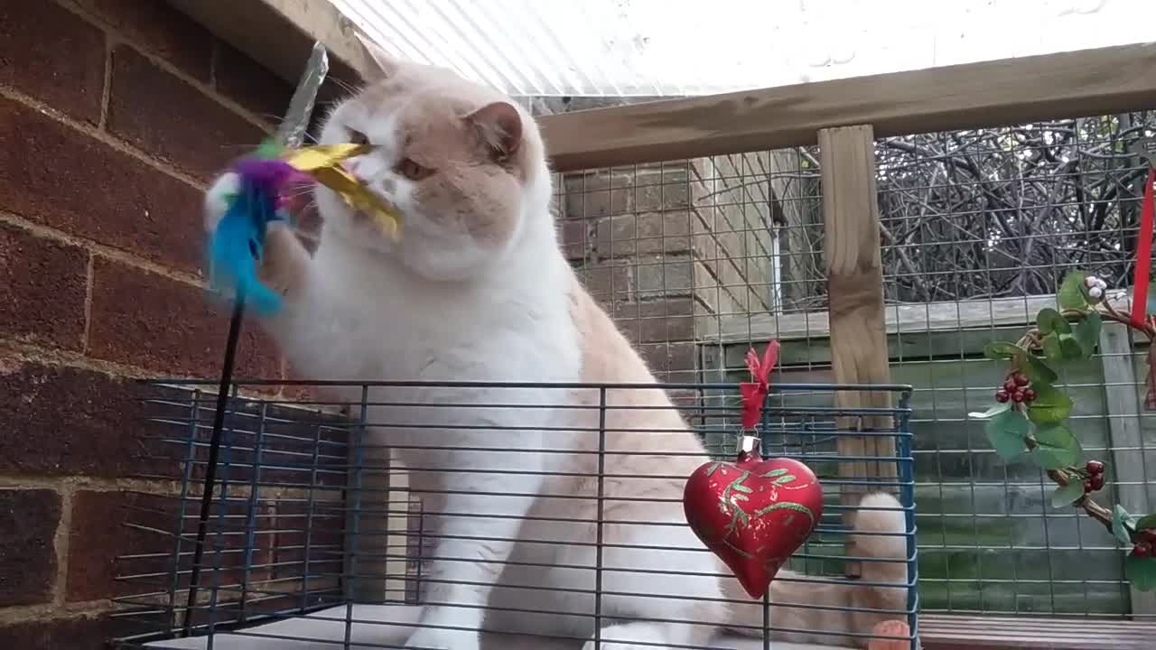 British Shorthair cats for stud: GCCF/TICA proven cream and white bicolour stud  in London - Video 1