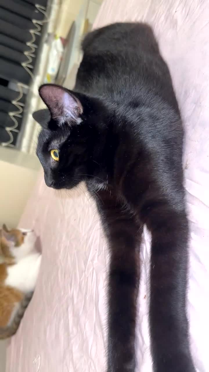 Mixed Breed cats for sale: 2 female kittens 🐈‍⬛ 🩷 - Video 3