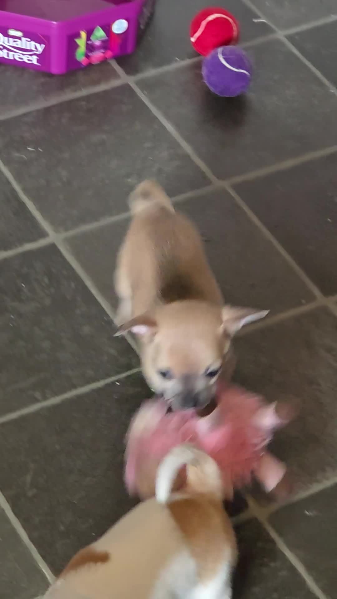 Chihuahua dogs for sale: 2 Chihuahua puppies left,ready now - Video 1