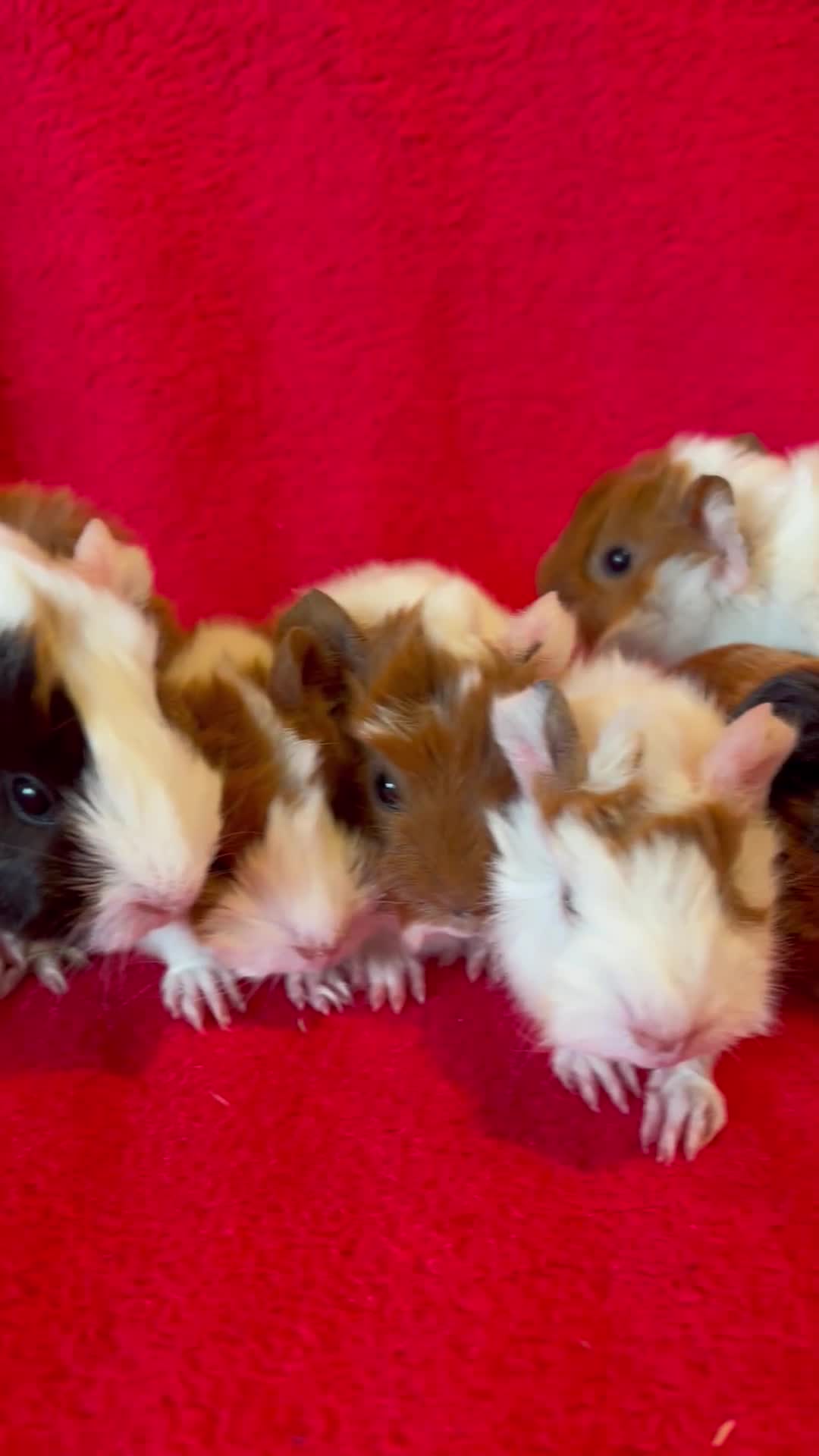 Guinea Pig rodents for sale: Mixed guinea pigs for sale  - Video 1
