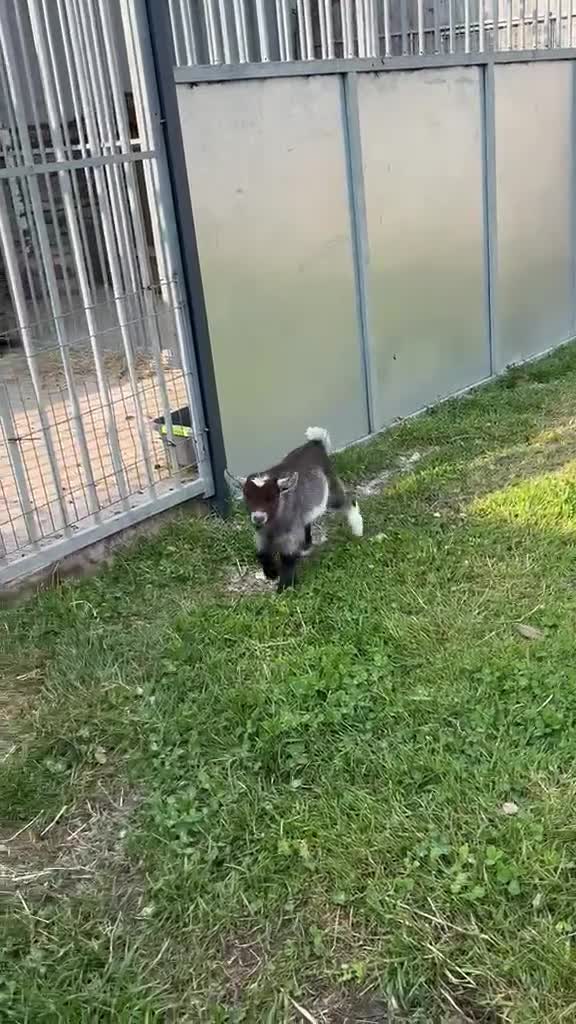 Goats livestock for sale: Small pygmy goat  - Video 1