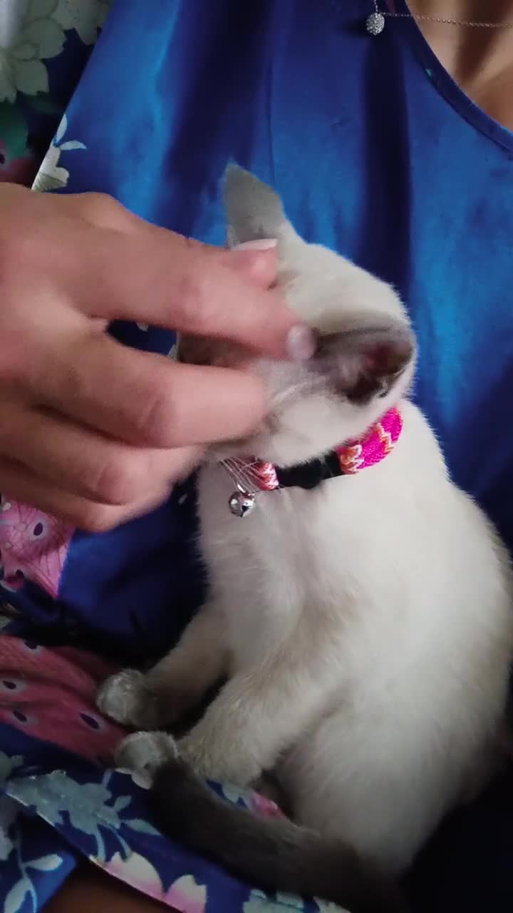 Siamese cats for sale: 1x girl & 1x boy are available ❤️🙌🐾 - Video 2