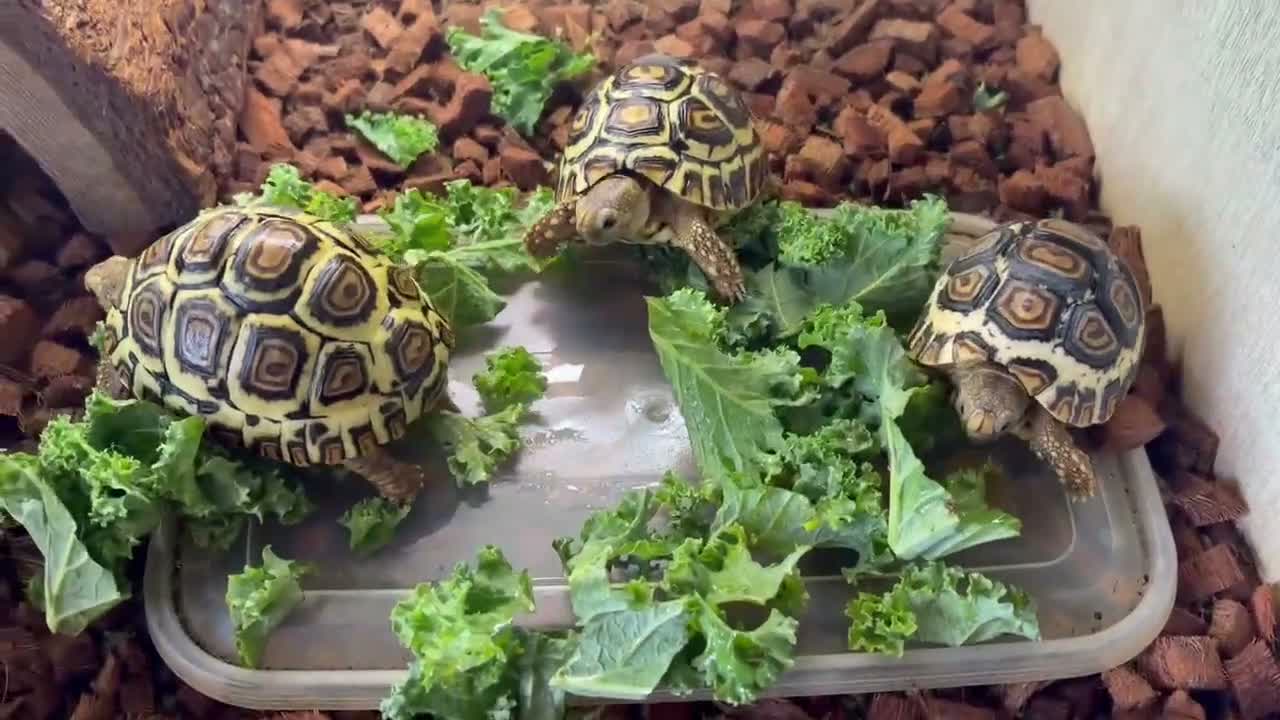 Tortoise reptiles for sale: Leopard Tortoise babies Standard/ rare High Whites - Video 1