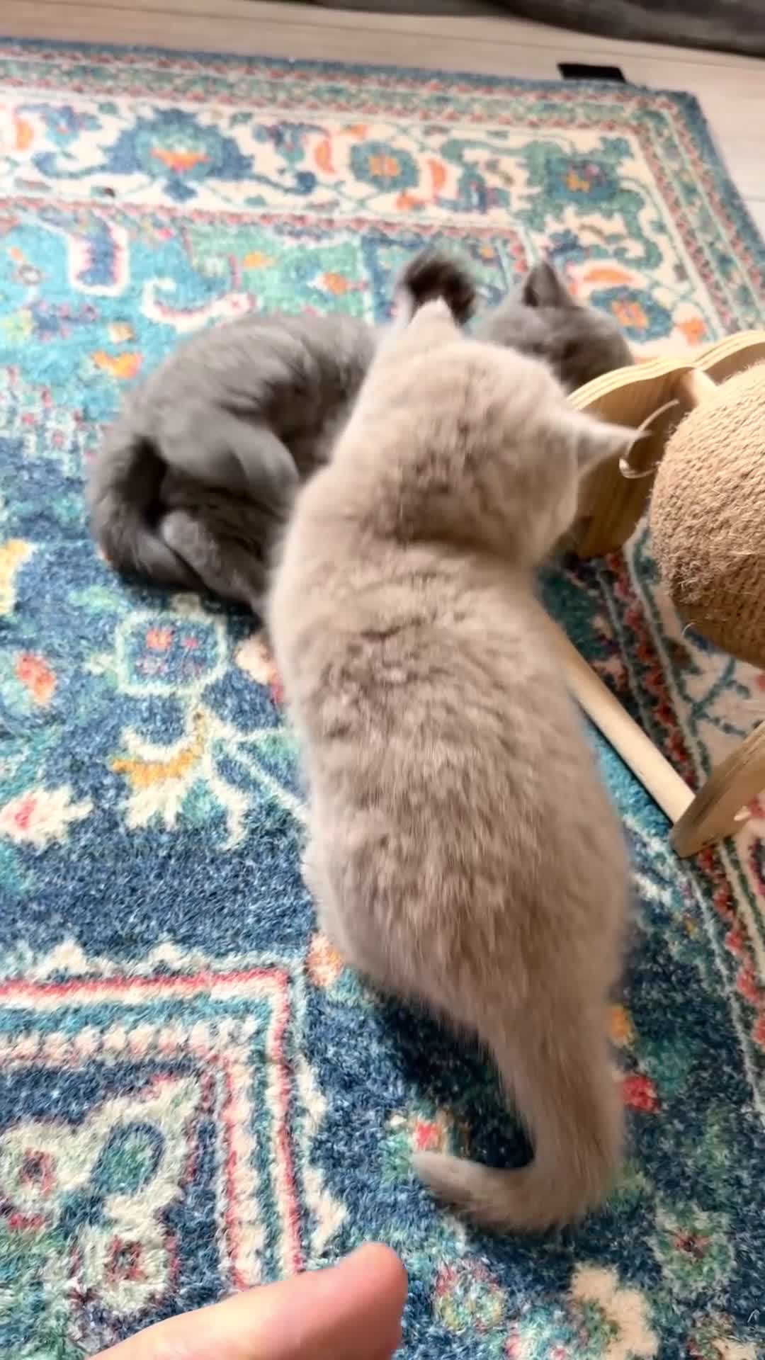 British Shorthair cats for sale: British shorthair kittens - Video 2
