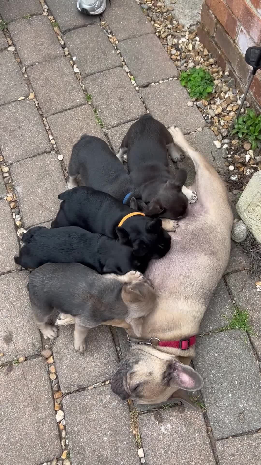 French Bulldog dogs for sale: Quality French bull dogs pups 💙💙💙🩷🩷🩷 - Video 1